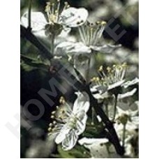 Bach Flower Remedies for Animals - Cherry Plum